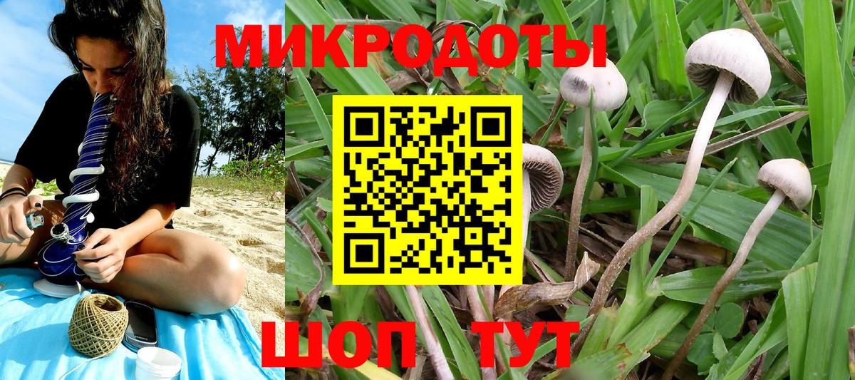 Галлюциногенные грибы Psilocybe Свободный